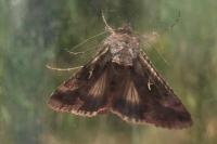 Autographa gamma