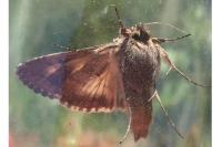 Autographa gamma