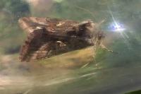 Autographa gamma