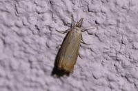 Chrysoteuchia culmella