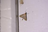 Dolicharthria punctalis