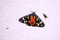 Callimorpha dominula