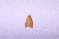 Miltochrista miniata