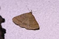 Zanclognatha lunalis