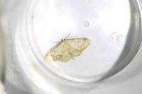 Idaea biselata