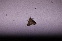 Agrotis exclamationis