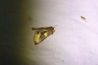 Diachrysia chrysitis