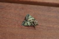 Polyphaenis sericata