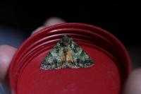 Polyphaenis sericata