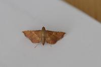 Endotricha flammealis