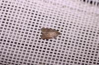 Acleris sparsana