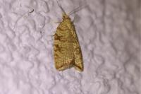 Aleimma loeflingiana