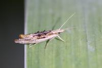 Ypsolopha scabrella