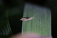 Ypsolopha scabrella