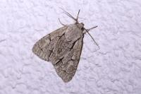 Acronicta