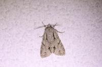 Acronicta