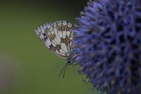 Melanargia galathea