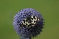 Melanargia galathea