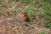 Polygonia c-album