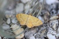 Camptogramma bilineata