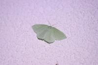 Hemistola chrysoprasaria