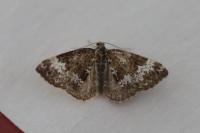 Perizoma alchemillata