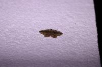 Philereme transversata