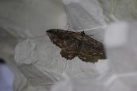 Philereme transversata