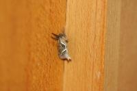 Korscheltellus lupulinus