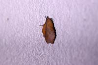 Gastropacha quercifolia