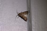 Agrotis segetum
