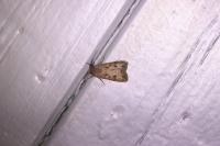 Agrotis segetum