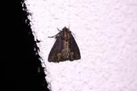 Dypterygia scabriuscula