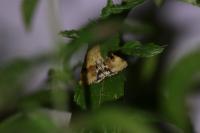 Heliothis viriplaca