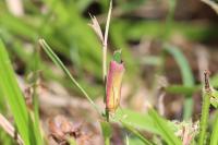 Oncocera semirubella