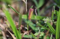 Oncocera semirubella