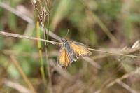 Thymelicus sylvestris