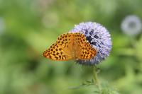 Argynnis paphia