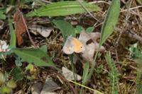 Coenonympha pamphilus