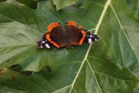 Vanessa atalanta