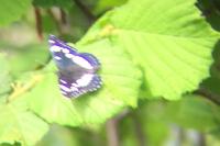 Limenitis reducta