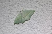 Campaea margaritaria