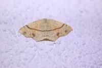 Cyclophora punctaria
