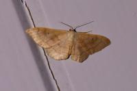 Idaea rubraria