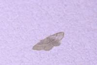 Idaea subsericeata