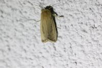 Sesamia nonagrioides