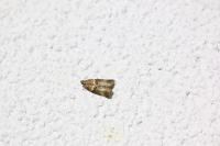 Acrobasis tumidana