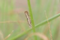 Agriphila inquinatella