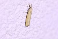 Agriphila inquinatella