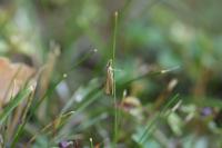 Agriphila straminella